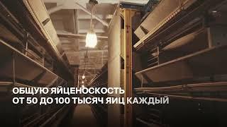 Крупный бизнес, продается птицеферма