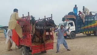 Most Confident Angry Cow Dangerous Unloading/Msa cattle life