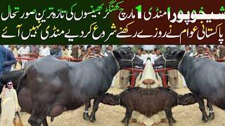 Sheikhupura Cattle Market - Buffalo Price Update - Buffalo Mandi Pakistan - Sheikhupura Janwar Mandi