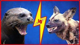 GIANT RIVER OTTER vs AFRICAN WILD DOG