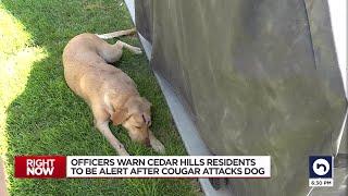 Dog defends family from mountain lion