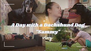 A Day in the life of a Dachshund Dog- " SAMMY" #sausagedog