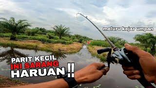 casting haruan !!, parit kecil ini sarang haruan. shimano curado dc