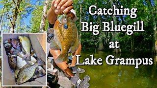 Bream Fishing at Lake Grampus - The Big Bream Came Out to Play