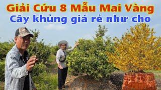 Giải Cứu 8 mẫu Mai ở Long An 6 năm tuổi hoành 40 bán rẻ rề 700k