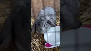 Shinshilla #music #rabbit #królik #video #reels #bunny #rabbitfood #cute #shorts #bugsbunny