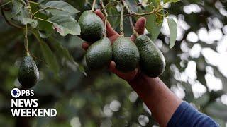 ‘Enormous’ profits from avocado exports drive deforestation, water shortages in Mexico