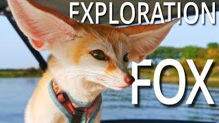 Sweet (but Spoiled) Fox on Boat Holiday - This is How it Went