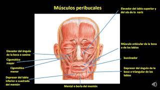 Teórico N° 24 Miología de la cabeza músculos de la mímica  Prof  Dr  Angel Narduzzi