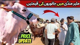 Malir Cow Mandi Latest Rates Updated 5 November 2024 | Aj Janwaro Ki Qeemat Mai Hui Kami