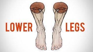 How to Draw the Lower Leg - Anatomy for Artists