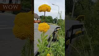 Amazing Yellow Flowers #bulaklak #shorts #germany