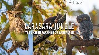 Exploring the Hidden Jungle of Sambalpur: A Day in the Wildlife