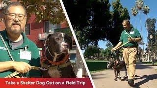 Take a Dog Out on a Field Trip for a Few Hours at Pasadena Humane Society | Reach Further