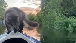 Louis the Maine Coon and his crow friend