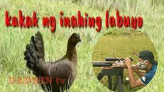 kakak ng inahing labuyo| female wild chicken sound| epektib por hunting| DADWIN tv.