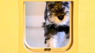 Frustrated MIni Schnauzer Puppy Can't Get Thru Cat Hole Door