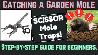 How to CATCH a GARDEN MOLE the easy way! STEP BY STEP GUIDE to using Scissor Mole Traps.