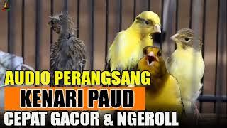 PERANGSANG KENARI PAUD AGAR CEPAT GACOR DAN NGEROL