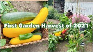 Harvesting Vegetables in my Garden 2021 || LydiaSMtime