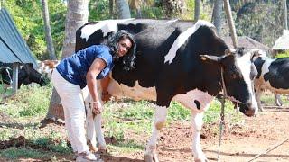 സ്മിതയുടെ 30 ലിറ്റർ പാലുള്ള പശുക്കൾ, ഗ്യാരണ്ടിയോടെ വാങ്ങാം|Hf Jersey Cow sale pollachi Krishnagiri