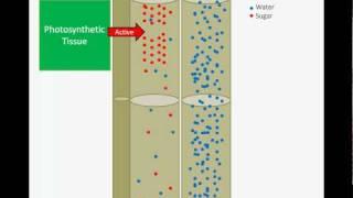 Sugar Transport: Pressure Flow Hypothesis