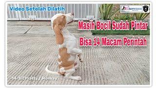 Melatih Anak Anjing Beagle Yang Nakal & Petakilan