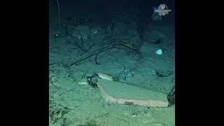 Confirman muertes de tripulantes de Submarino Titán #titanic #oceangate #submarinotitanic