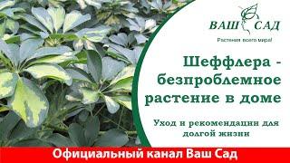 Шеффлера - неприхотливое растение. Основные правила ухода от Ваш сад