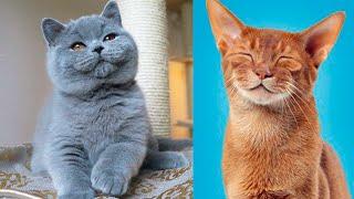 The CUTEST CAT BREEDS In The World 