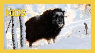 Learn About Alaska's Animals ‍️ | Weird But True! | S1 E8 | Full Episode | @natgeokids