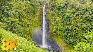 8K Akaka Falls - The Gem of Hawaii's Big Island - Nature Relaxation + Waterfall Sound and Bird Songs