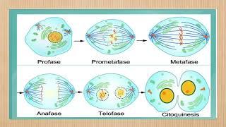 MITOSIS Y MEIOSIS ppt 2B