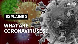 What are coronaviruses? | AFP