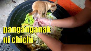 Dahilan baket na caesarian ang aso kong chihuahua