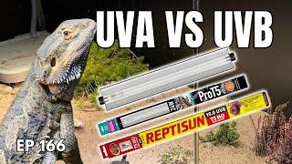 UVA vs. UVB Light For Reptiles