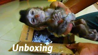 Unboxing new baby monkey dead, Rest in peace poor baby monkey