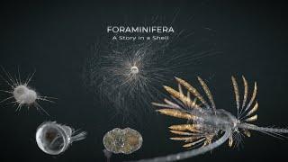 Foraminifera - A Story in a Shell - preview