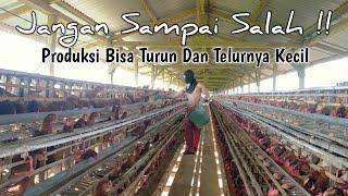 CARA PEMBERIAN PAKAN AYAM PETELUR YANG BENAR..