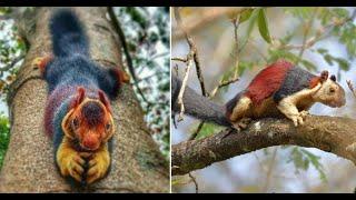 The Multicolored Indian Giant Squirrel Almost Looks Too Beautiful To Be Real