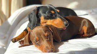 #Dachshund Daily Routines , Try To Not Laugh Weiner Sausage Dackel Teckel Dog Video compilation.