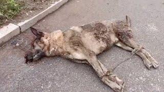 He couldn't move his four legs, he lay exhausted on the street with many wounds on his body