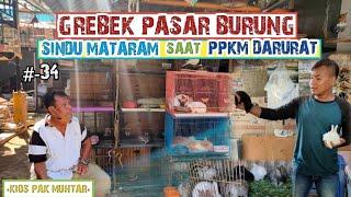 Update Harga dan Jenis Burung serta Satwa Peliharaan di Pasar Burung Sindu Mataram | Kios Pak Muhtar