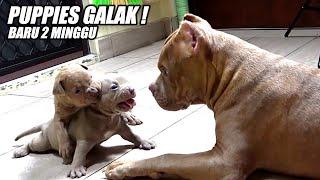 PUPPIES PITBULL USIA 2 MINNGU KARAKTER GALAKNYA UDAH KELIATAN #HEWIE PITBULL