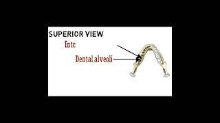 Mandible Anatomy | Cranial osteology #2 #medicalshorts #doctor #mbbs #medicoverse