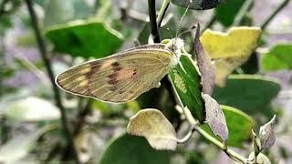 Butterfly laying eggs | Amazing nature | Mobile photography  | Butterfly life | Tushar Tripathi |