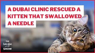 A Dubai Clinic Rescued A Kitten That Swallowed A Needle