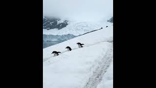 Penguin Highway in Antarctica 