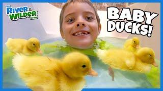Kids #STAYHOME with BABY DUCKS! Play #withme