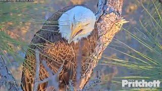 SWFL Eagles ~ R23-3 Returns & Follows M15 To Pond! Flies To Branch Below Nest Lots Of Vocals 2.28.23